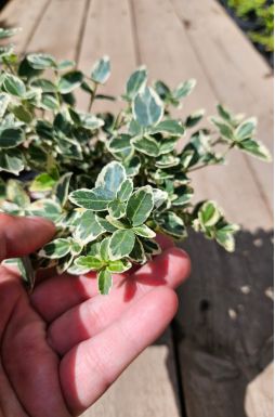 Бересклет форчуна Сильвер Квин (Silver Queen)