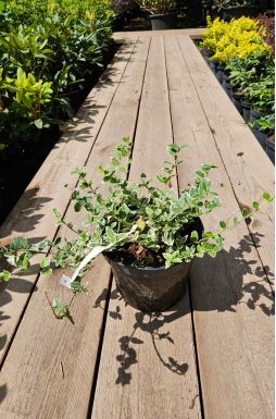 Бересклет форчуна Эмеральд Гаити (Emerald Gaiety)