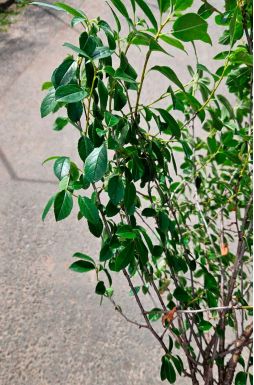 Вишня шаровидная Умбракулифера (Umbraculifera)