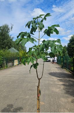 Каштан конский розовый Бриотти (Briottii)