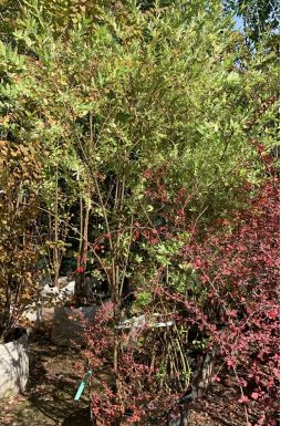 Ива цельнолистная Хакуро Нишики (Hakuro-Nishiki)