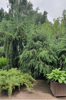 Тсуга канадская 