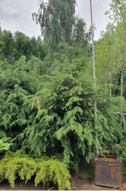 Тсуга канадская 