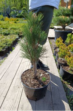 Сосна черная Грин Тауэр (Green tower)