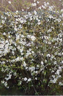 Айва японская Нивалис (Nivalis)