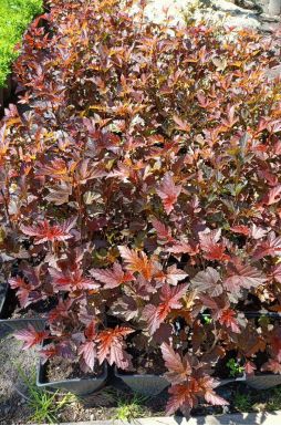 Пузыреплодник калинолистный Диабло д'Ор Миндиа (Diable d'Or Mindia)